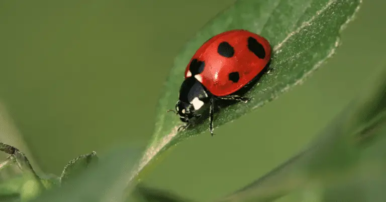 Do Ladybugs have Tongues?