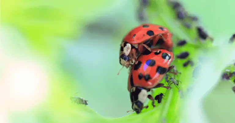 How Do Ladybugs Reproduce?