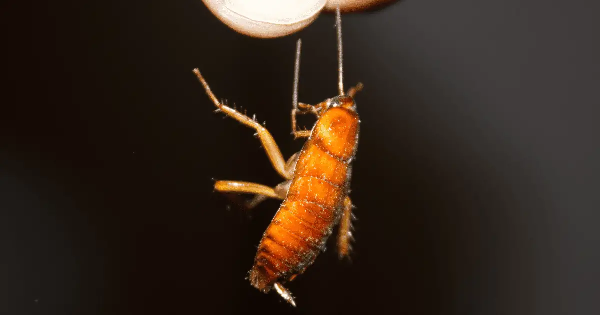 Are Cockroaches Older than Human?