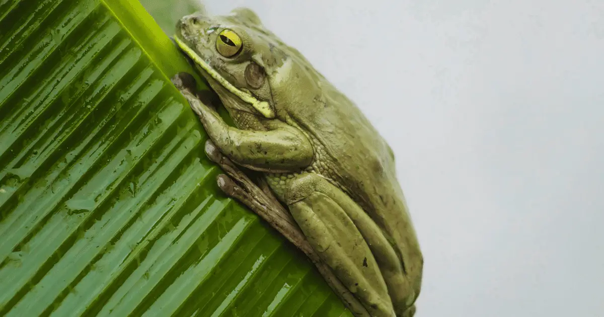 Are Frogs Omnivores?