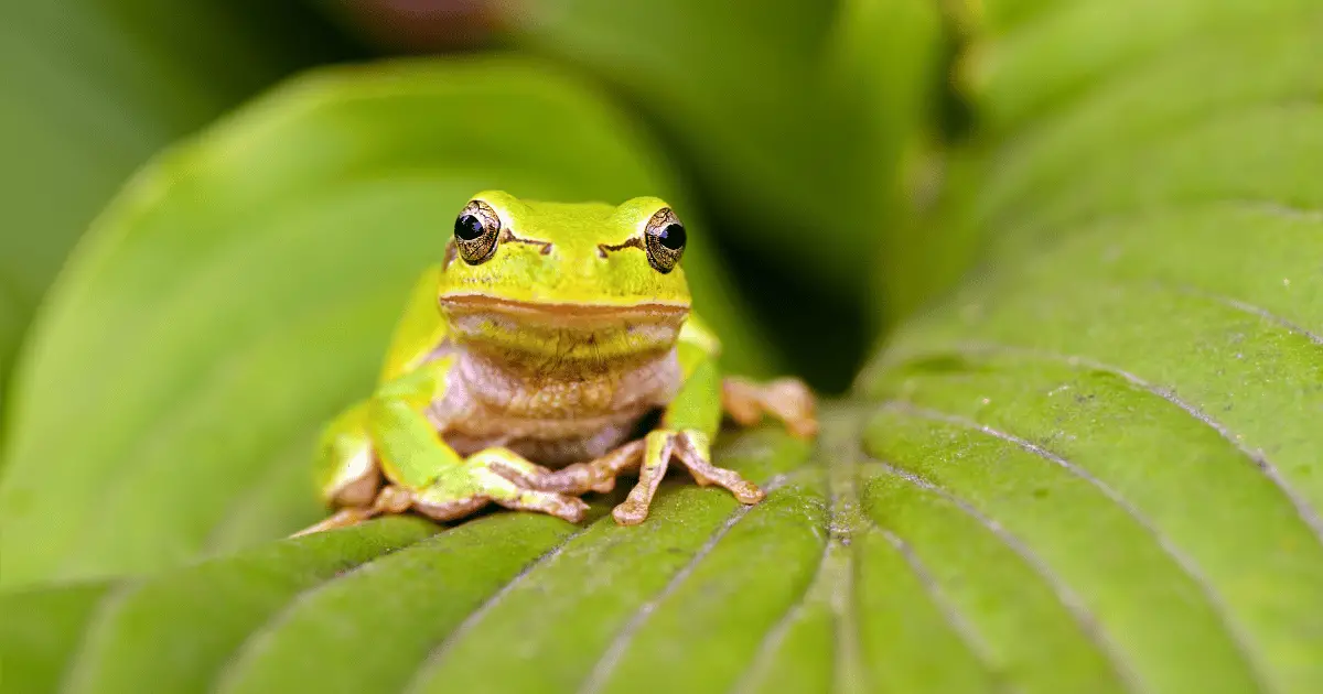 Can Frogs Feel Happy?