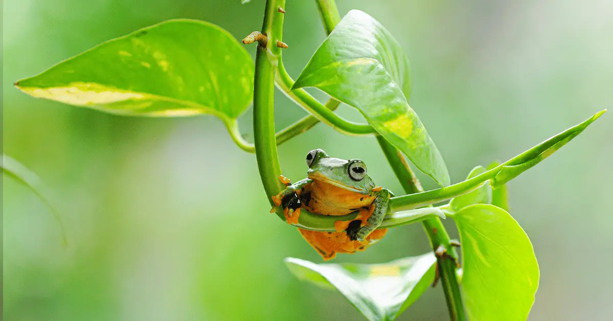 Can Frogs Feel Happy?