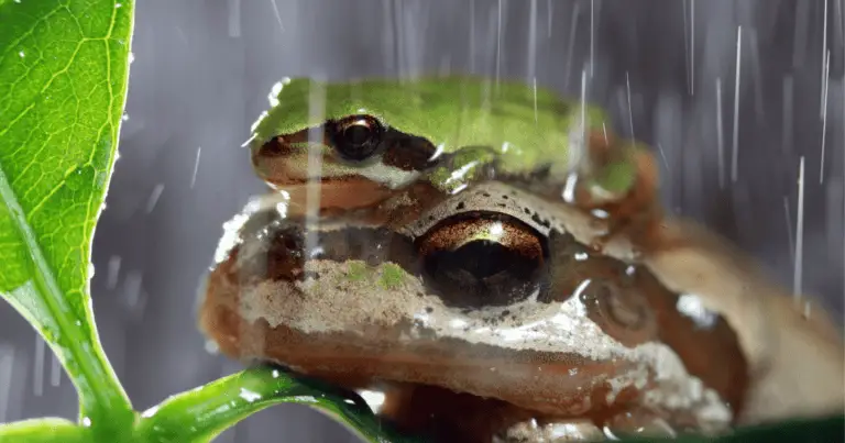 Why Do Frogs Croak When It Rains?