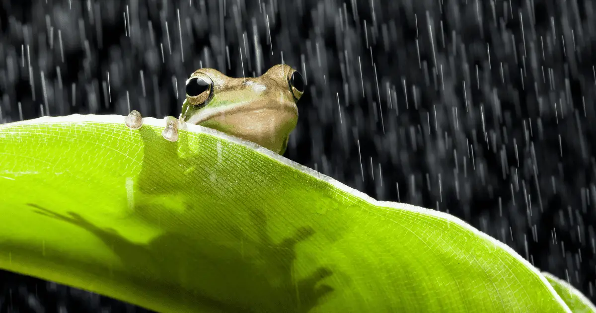 Why Do Frogs Croak When It Rains?