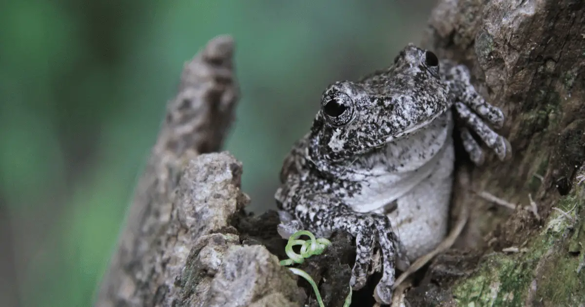 Are Gray Tree Frogs Poisonous? 
