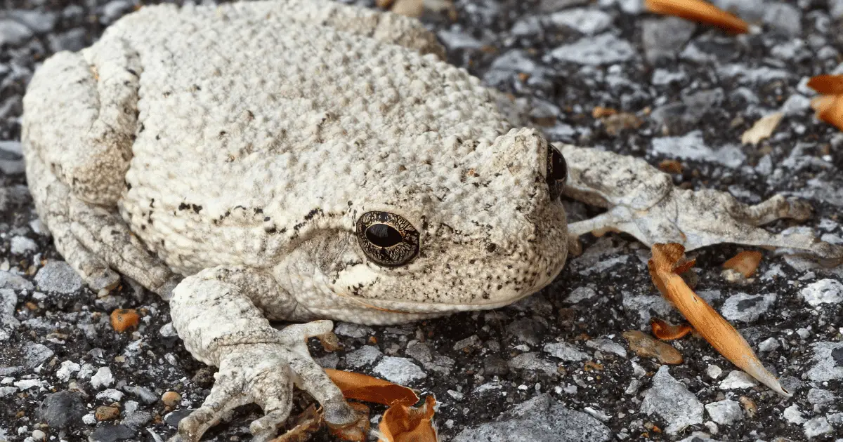 Are Gray Tree Frogs Poisonous?
