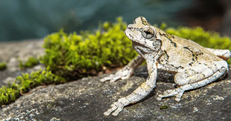 Are Gray Tree Frogs Poisonous?