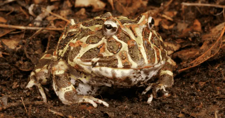 Are horned frogs poisonous?