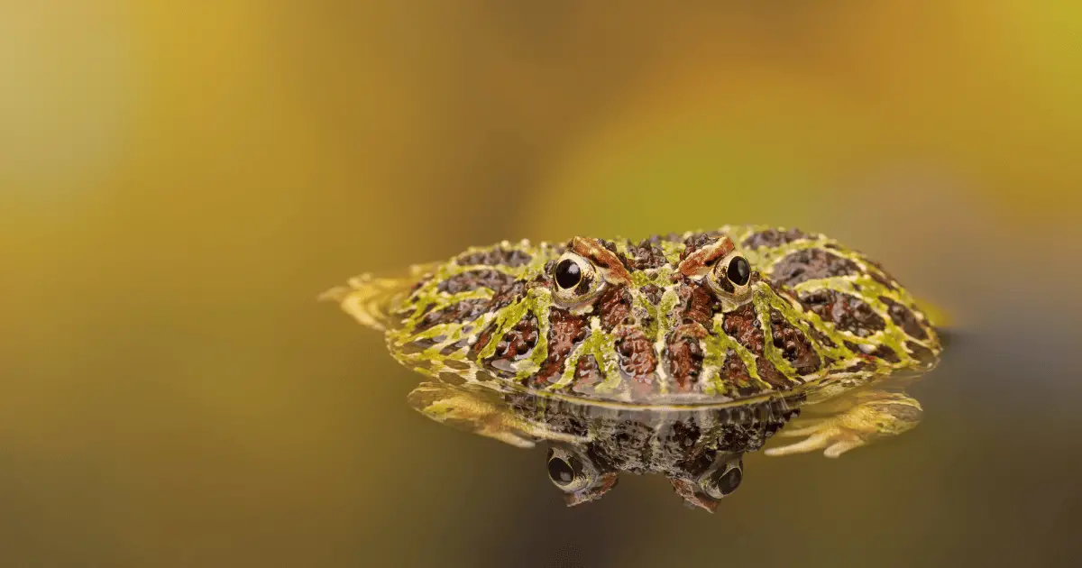 Are horned frogs poisonous?