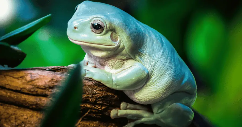 Australian White Tree Frog Size