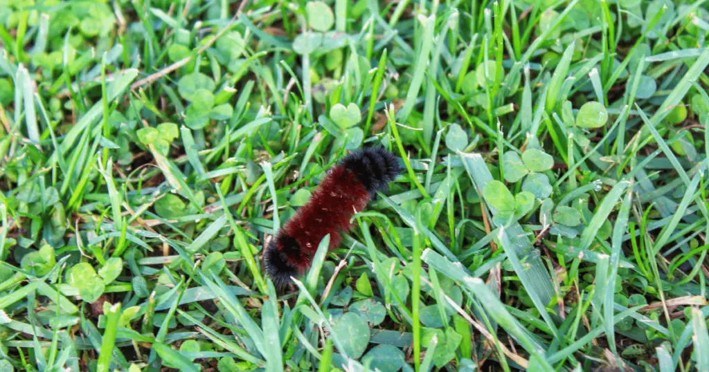 Are Woolly Bear Caterpillars Poisonous?
