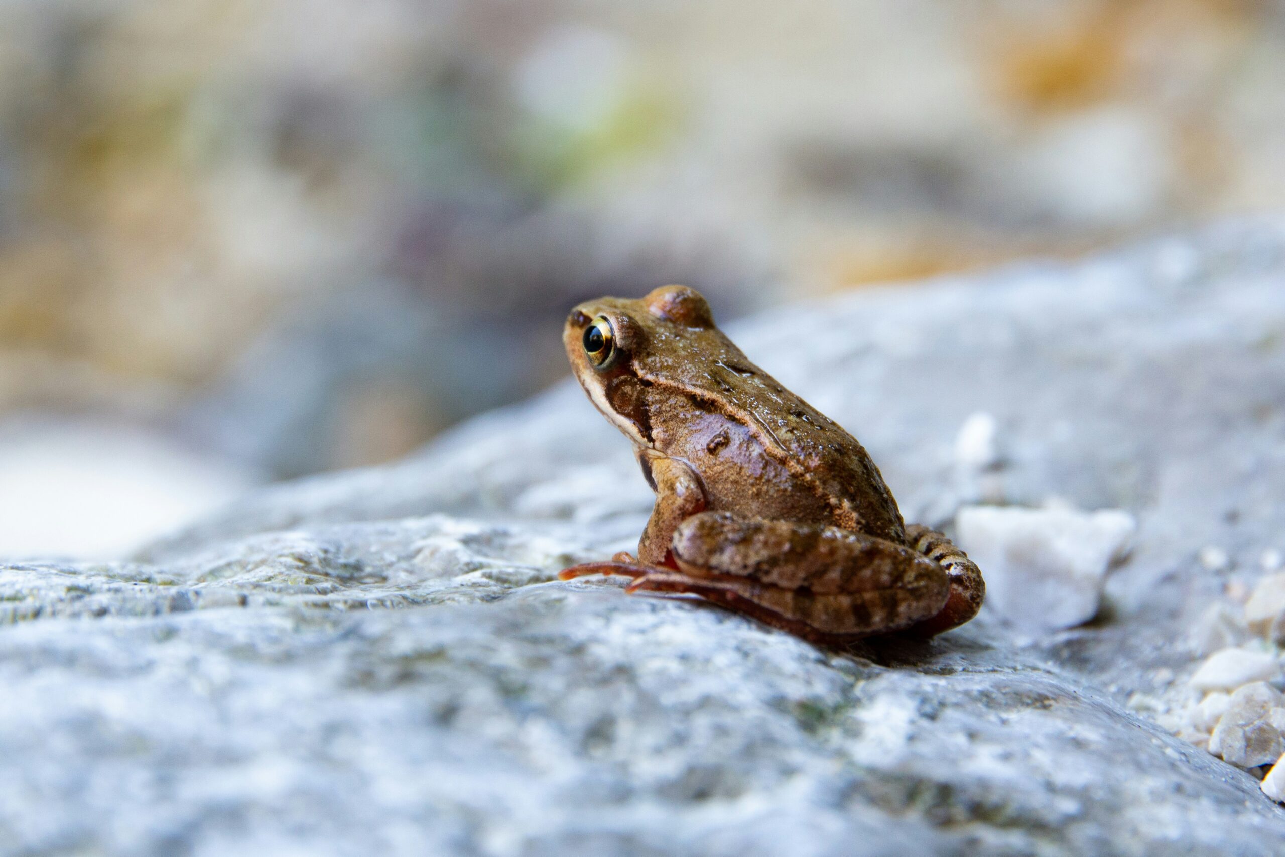 How Long Do Frogs Hibernate?